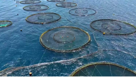 Case study: Solar cameras and thermal intelligence optimize the safety of aquaculture farms
