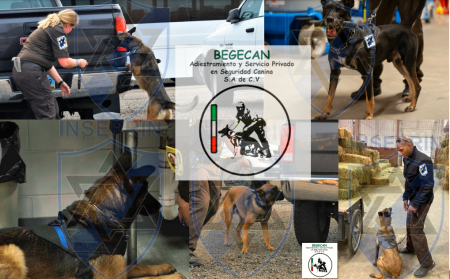 6810032e17f07_k9.png.png